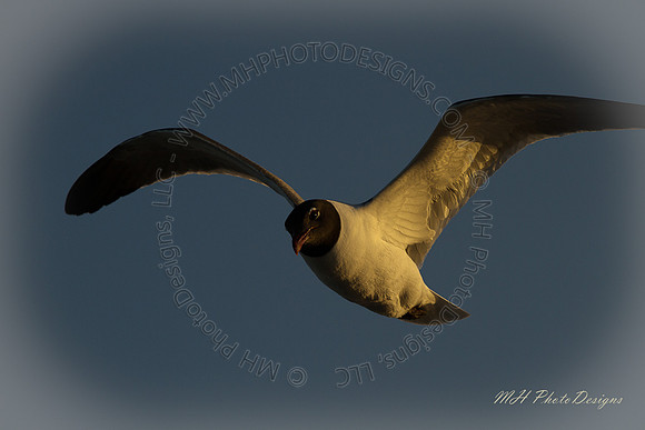 May Projects 2010-046