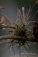 May Projects 2010-010