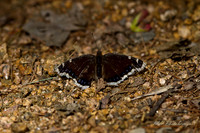 May Projects 2010-001