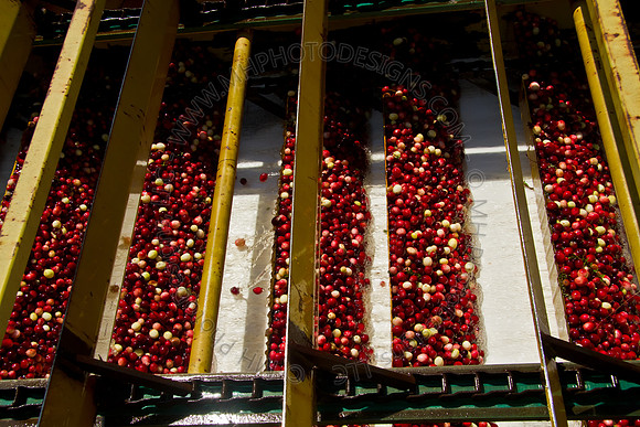 Cranberry Marsh 2010-136