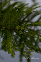 May Projects 2010-011