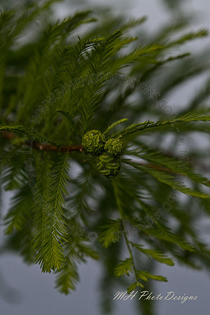 May Projects 2010-011