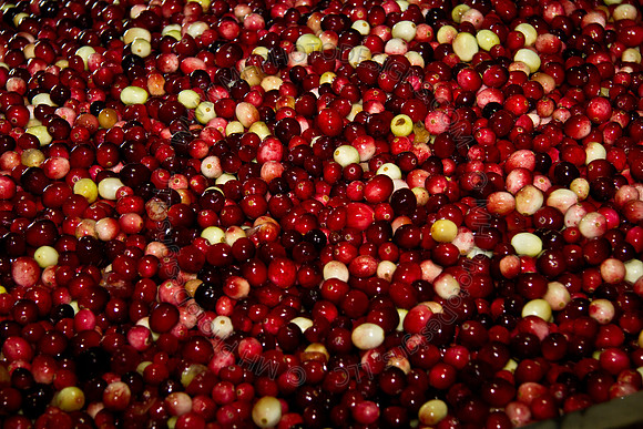 Cranberry Marsh 2010-160