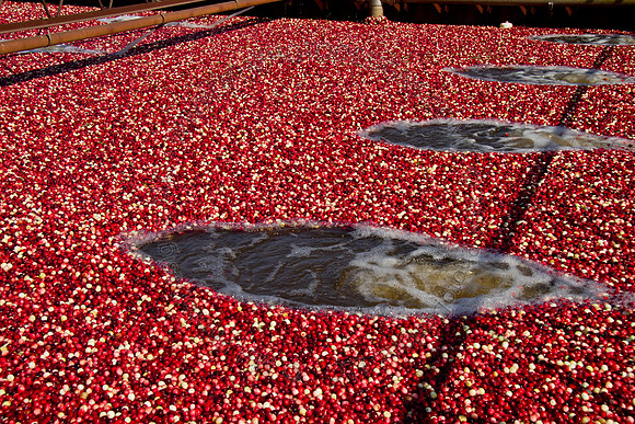 Cranberry Marsh 2010-112