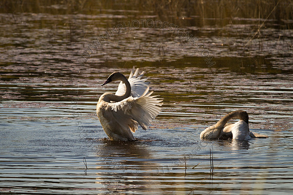 Cranberry Marsh 2010-011