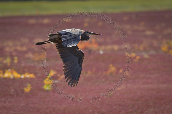 Cranberry Marsh 2010-058