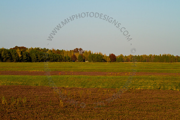 Cranberry Marsh 2010-162