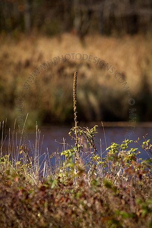 Cranberry Marsh 2010-080