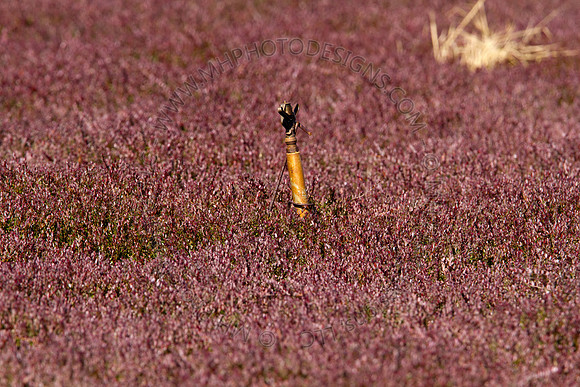 Cranberry Marsh 2010-069