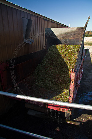 Cranberry Marsh 2010-138