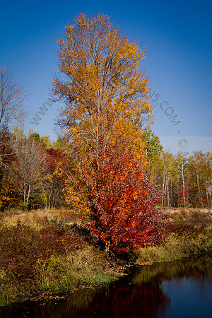 Cranberry Marsh 2010-085