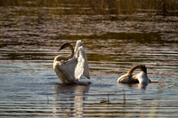 Cranberry Marsh 2010-010
