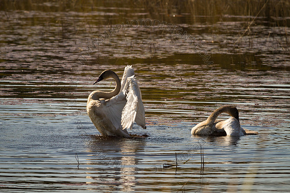 Cranberry Marsh 2010-010