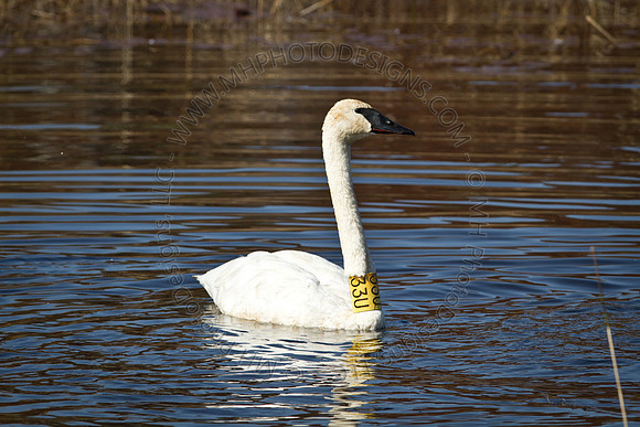 Cranberry Marsh 2010-022
