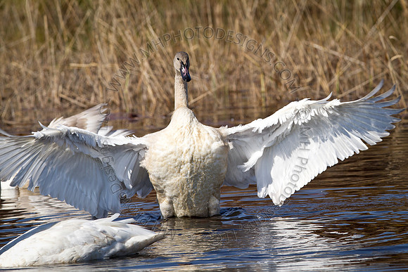 Cranberry Marsh 2010-025