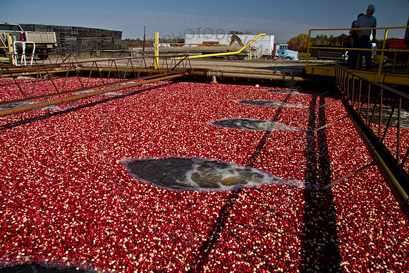 Cranberry Marsh 2010-113