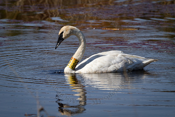 Cranberry Marsh 2010-034