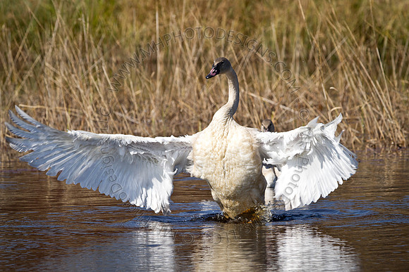 Cranberry Marsh 2010-030