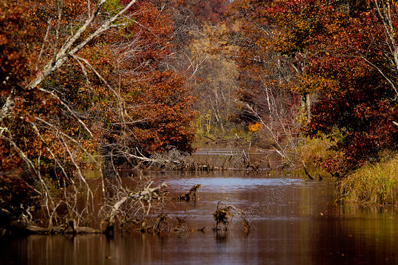 Cranberry Marsh 2010-050