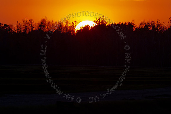 Cranberry Marsh 2010-181