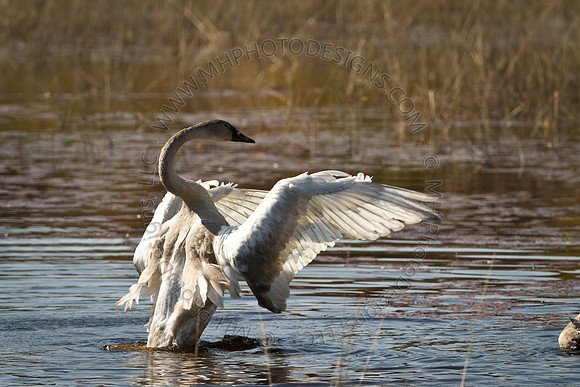 Cranberry Marsh 2010-017