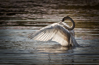 Cranberry Marsh 2010-007