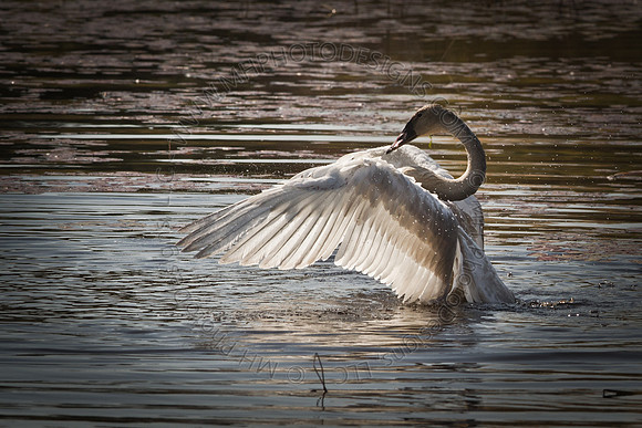 Cranberry Marsh 2010-007