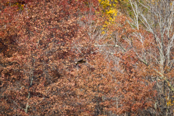 Cranberry Marsh 2010-039