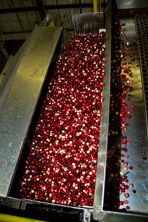 Cranberry Marsh 2010-150