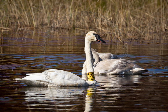 Cranberry Marsh 2010-027