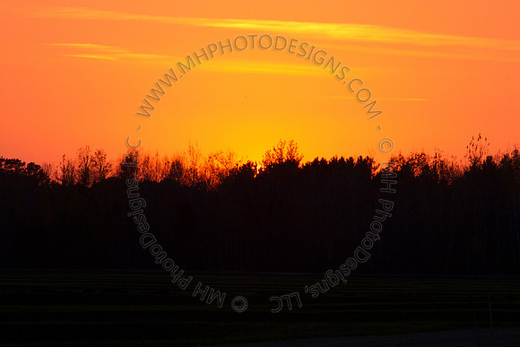 Cranberry Marsh 2010-182