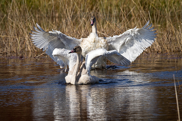 Cranberry Marsh 2010-033
