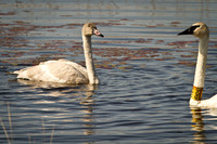 Cranberry Marsh 2010-020