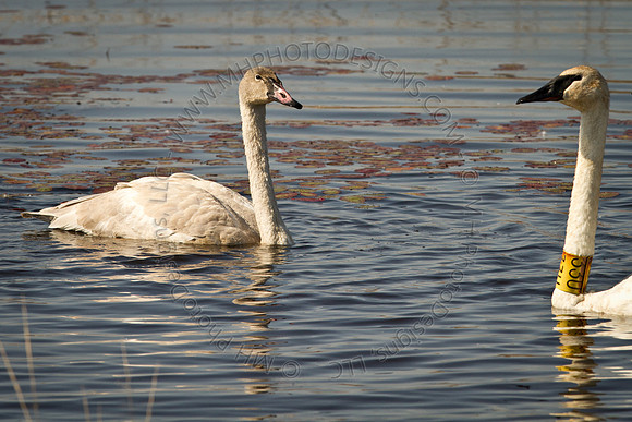 Cranberry Marsh 2010-020