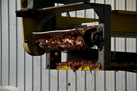 Cranberry Marsh 2010-123