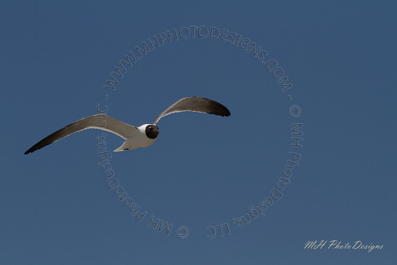 May Projects 2010-062