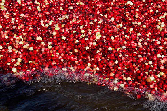 Cranberry Marsh 2010-111