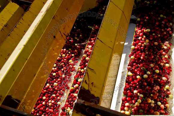 Cranberry Marsh 2010-137