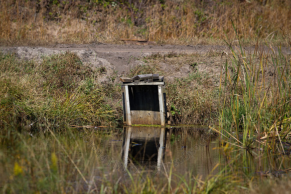 Cranberry Marsh 2010-042