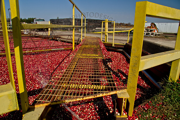 Cranberry Marsh 2010-126