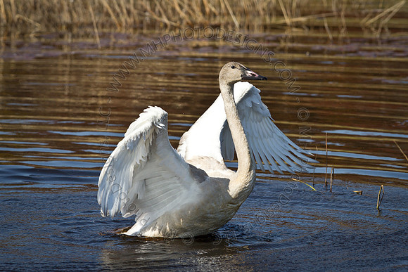 Cranberry Marsh 2010-023
