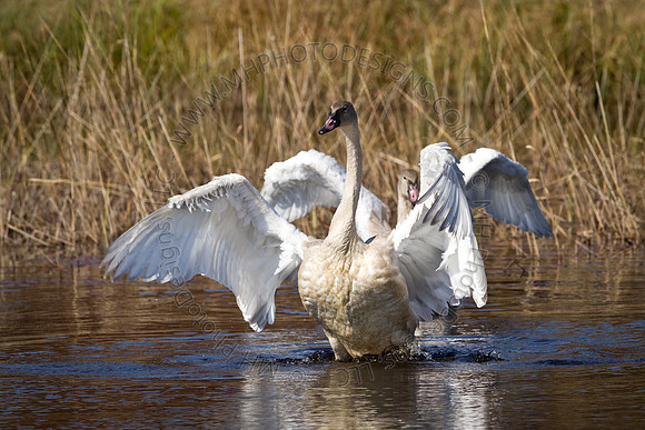 Cranberry Marsh 2010-031