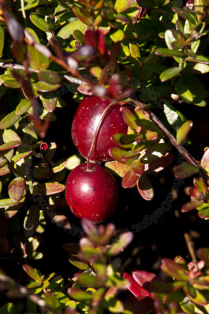Cranberry Marsh 2010-070