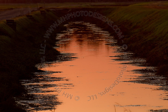 Cranberry Marsh 2010-178