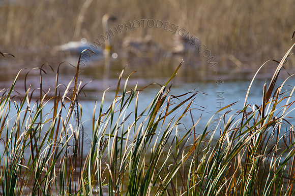 Cranberry Marsh 2010-045