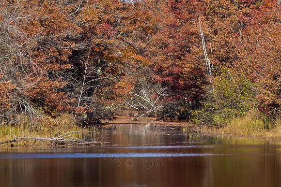 Cranberry Marsh 2010-043