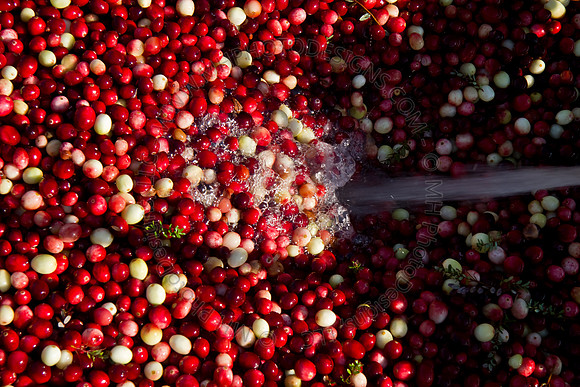 Cranberry Marsh 2010-116