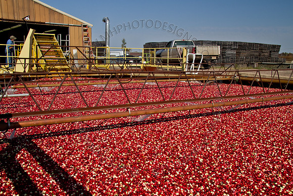 Cranberry Marsh 2010-114