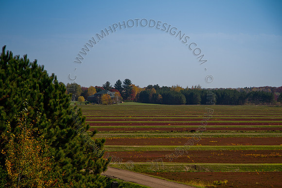 Cranberry Marsh 2010-002