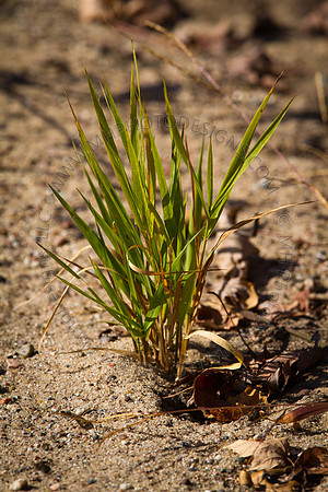 Cranberry Marsh 2010-077